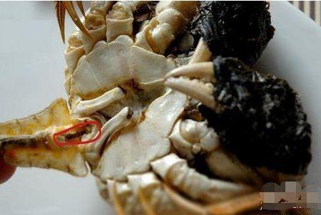 海鲜老板：吃螃蟹要注意，这4处万万不能吃！不然有你好受的