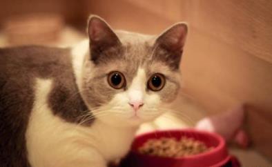 猫为什么怕黄瓜：猫记仇的表现