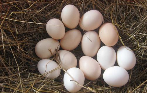 土鸡蛋和洋鸡蛋营养价值大PK
