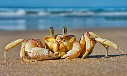 秋季吃螃蟹 怎样选购储存