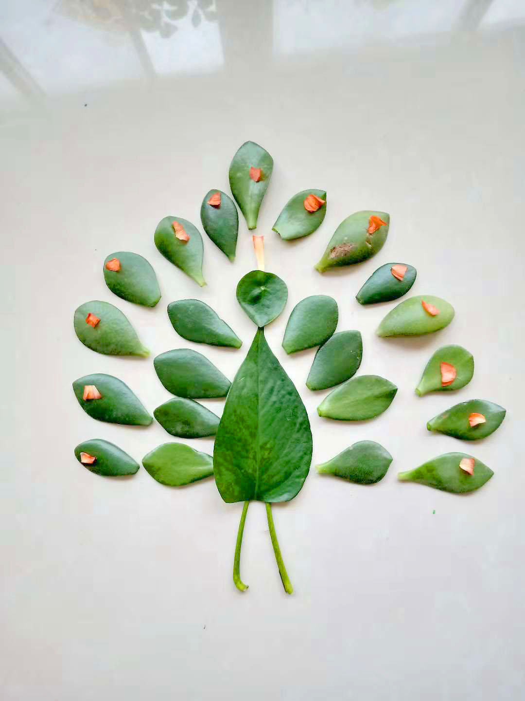 儿童手工制作树叶创意拼贴画，叶子手工粘贴画孔雀开屏的手工粘贴拼贴方法