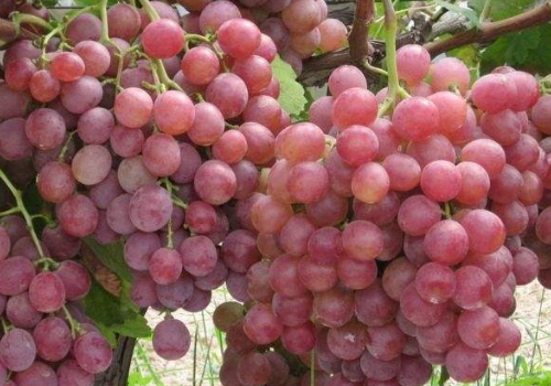 葡萄是酸性还是碱性 和石榴可以一起吃吗