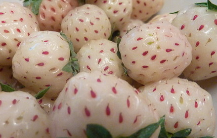 菠萝莓是转基因吗 多少钱一斤