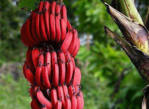 红香蕉怎么吃 多少钱一斤