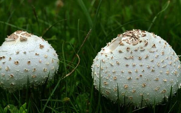 大白菇与白毒伞的区别怎么鉴别毒蘑菇