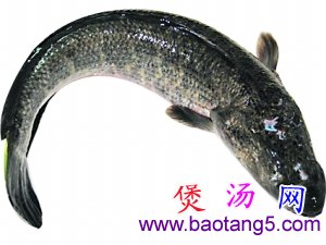 苹果瘦肉生鱼汤 黑眼圈终结者 苹果瘦肉生鱼汤 黑眼圈终结者