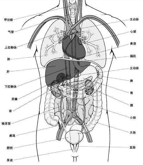 器官的组织结构特点跟它的功能相适应.