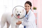 宠物狗肠胃疾病预防方法，日常生活中5个方法