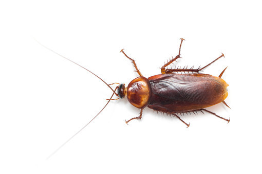灭蟑螂最好办法是什么？学会这些方法家里有蟑螂不用怕！