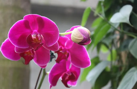 蝴蝶兰的花期时间一般来说长达两三个月,但是人们要是从幼苗时期开花