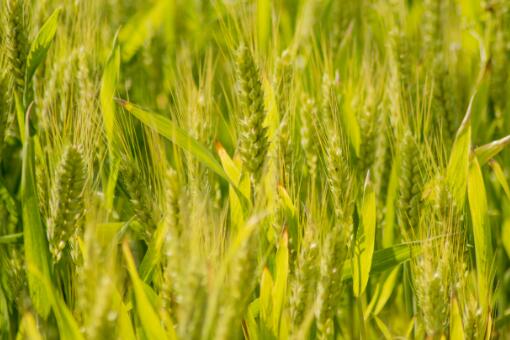 2022年种小麦的最佳时间具体是什么时候？播种早好还是晚好？