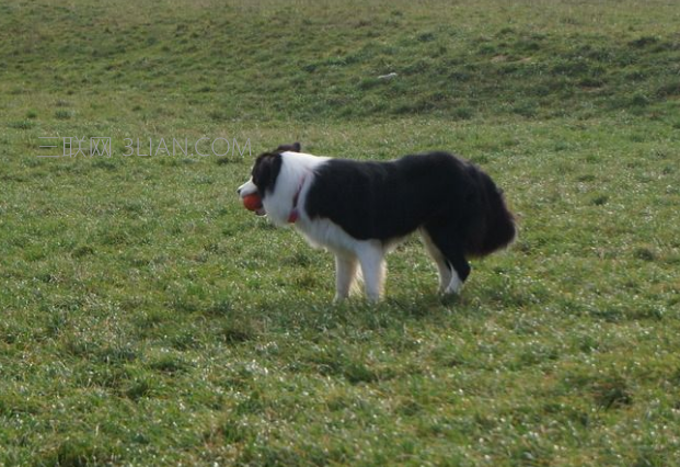 边境牧羊犬好养吗，如何掌握正确训练方法与技巧