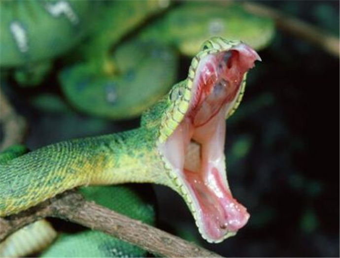 世界上最毒的蛇致命图片