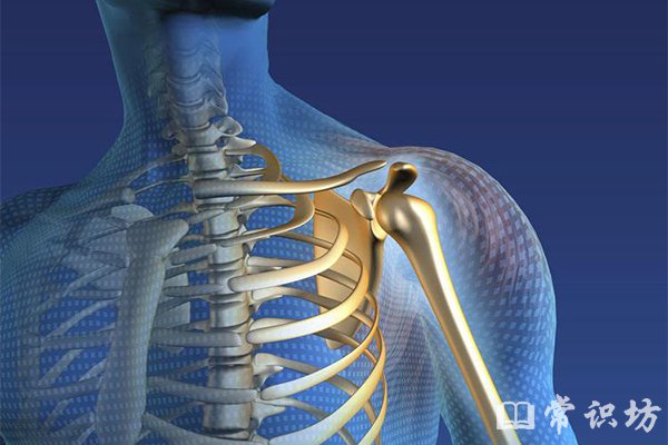 肩关节不稳定――解剖结构