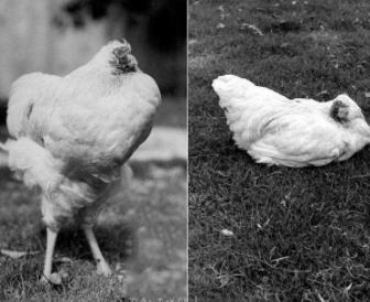 无头鸡事件是怎么回事：为什么鸡的头被砍掉了它还能活着