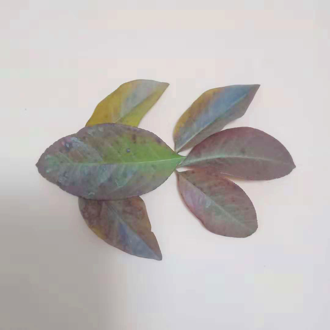 儿童手工制作树叶创意拼贴画叶子手工粘贴画金鱼的手工粘贴拼贴方法