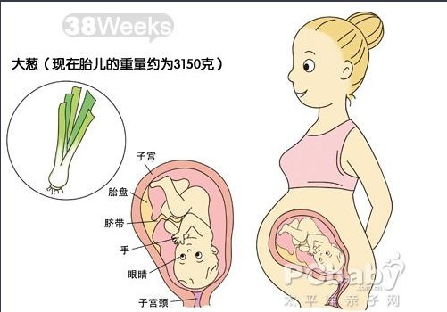 【怀孕38周】怀孕38周胎儿图 胎动见红及注意事项