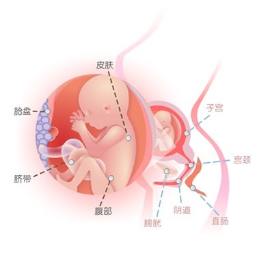 【怀孕38周】怀孕38周胎儿图 胎动见红及注意事项