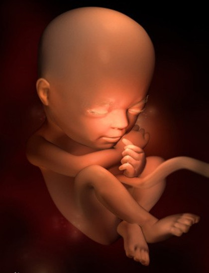 胎儿的嘴唇,眉毛和眼睫毛已清晰可见,视网膜已形成,具备了微弱的视觉