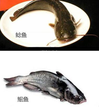 江团和梭边鱼的区别图图片