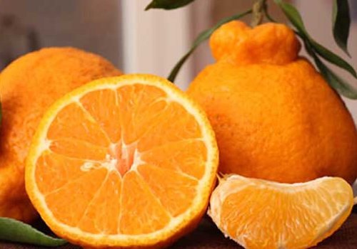 丑橘是转基因吗  和橘子的区别