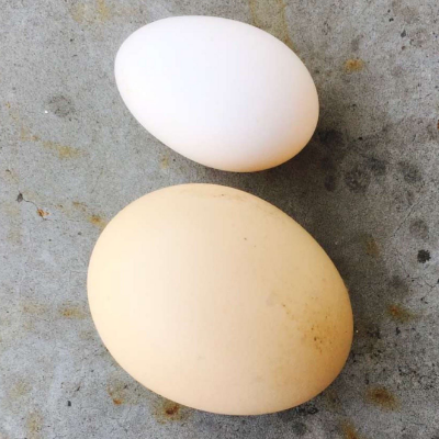 鸽子蛋和鸡蛋哪个营养高 有什么区别