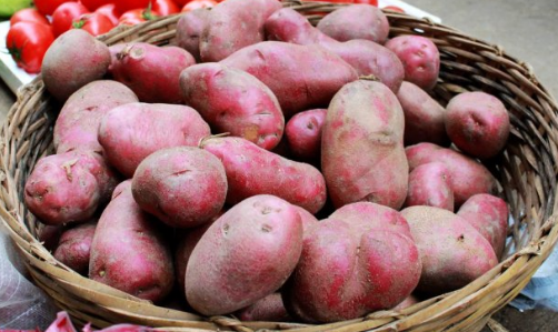 红皮土豆是转基因吗和黄皮土豆区别