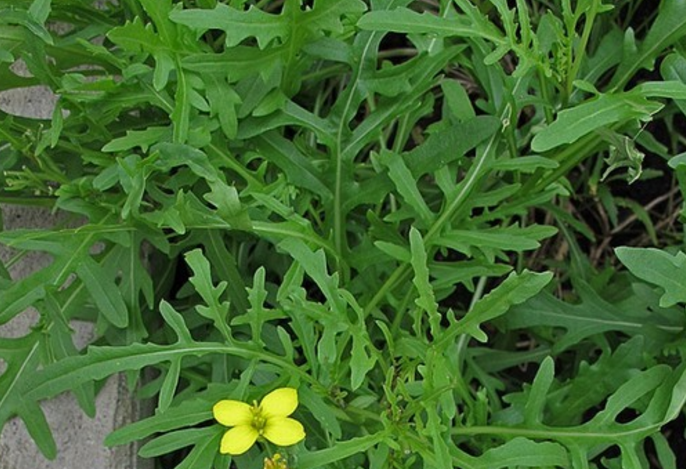 河南臭花菜图片大全图片