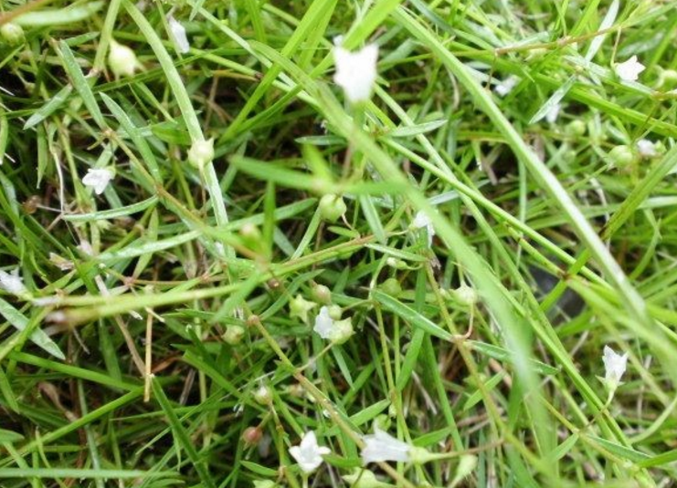 白花蛇舌草形态特征图片
