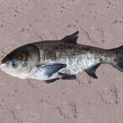 花鰱魚是海鮮嗎和白鰱魚的區別