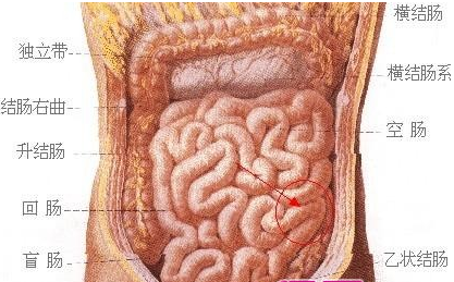 男性左上腹疼痛位置图图片