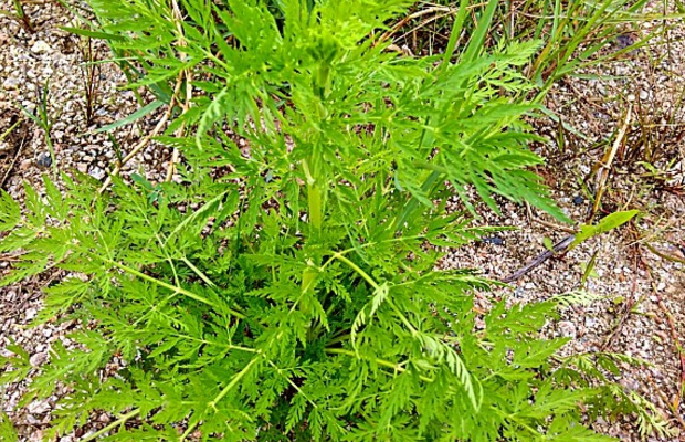 蛇菇草的功效与图片图片