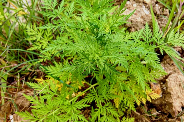 蛇苗植物图片