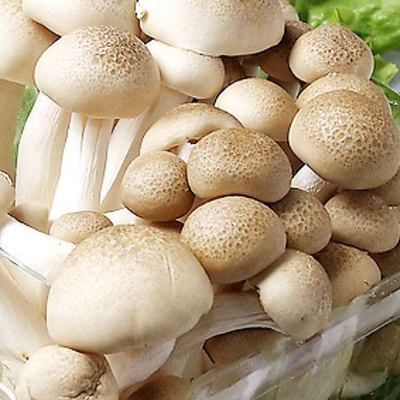 蟹味菇炒莴笋叶的做法 新鲜的蟹味菇怎么保存