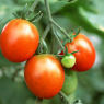 西红柿可以去斑吗 做法是怎样的
