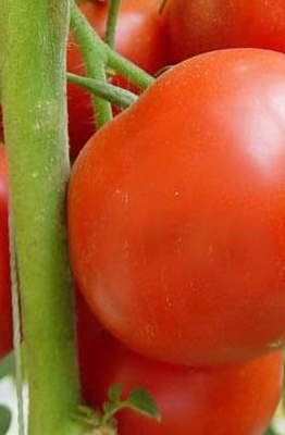 番茄细菌性斑疹病症状和防治方法