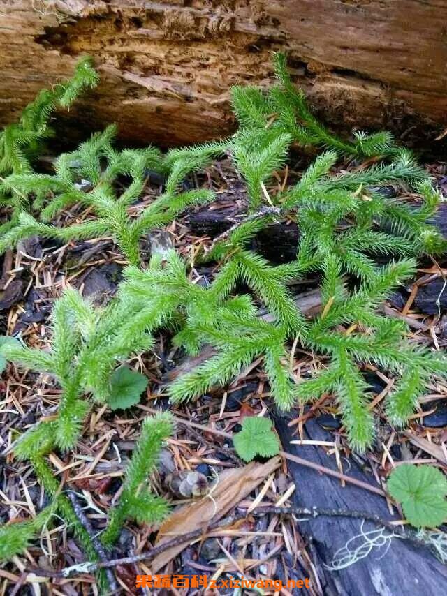 伸筋草的功效与作用和主治(伸筋草的功效与作用中药大全)