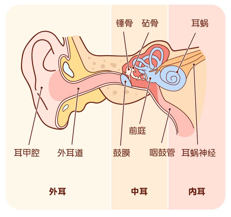 人耳朵的结构图解大全图片