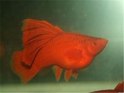 红剑鱼繁殖预兆 胎斑图片