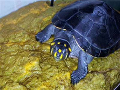 黄头侧颈龟冬眠