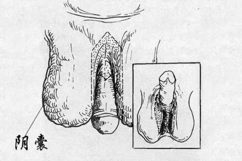 睾丸手绘图图片
