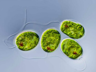 裸甲藻属图片