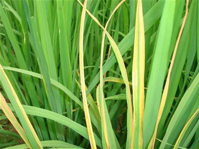 水稻白叶枯病传播途径是什么