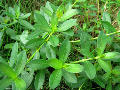 空心莲子草有哪些鉴别方法