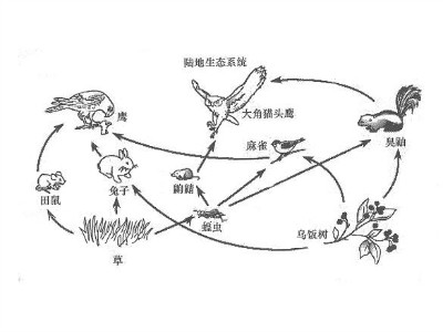 分解者食物链图片