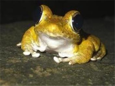 树蛙有毒吗图片