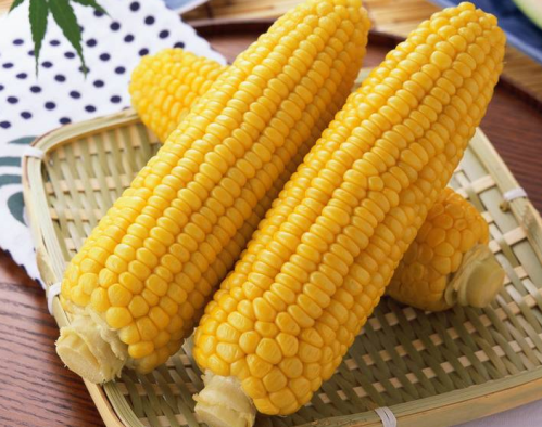 转基因玉米有哪些特点