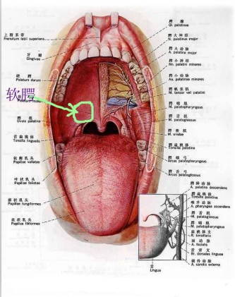 软腭发炎症状图片图片