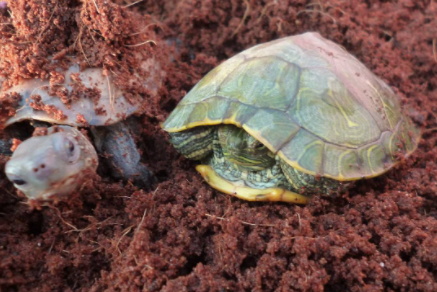 小乌龟冬眠时的照片图片