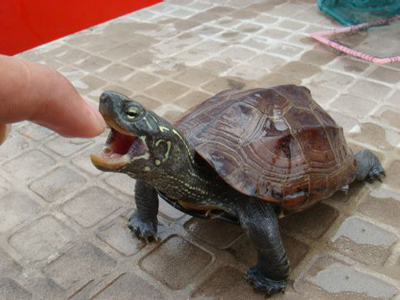 巴西龟有毒吗图片
